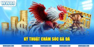 Kỹ Thuật Chăm Sóc Gà Đá Đúng Cách Từ Chuyên Gia WW88